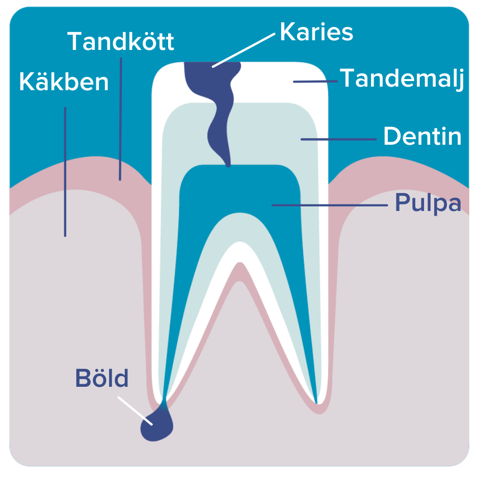Anatomi av tand och beskrivning